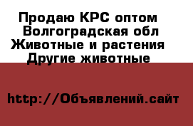 Продаю КРС оптом - Волгоградская обл. Животные и растения » Другие животные   